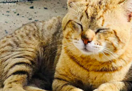Sergente s'innamora di un gatto in Medio Oriente